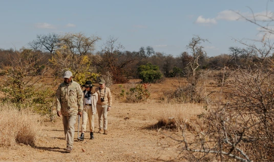 Walking Safaris feature image