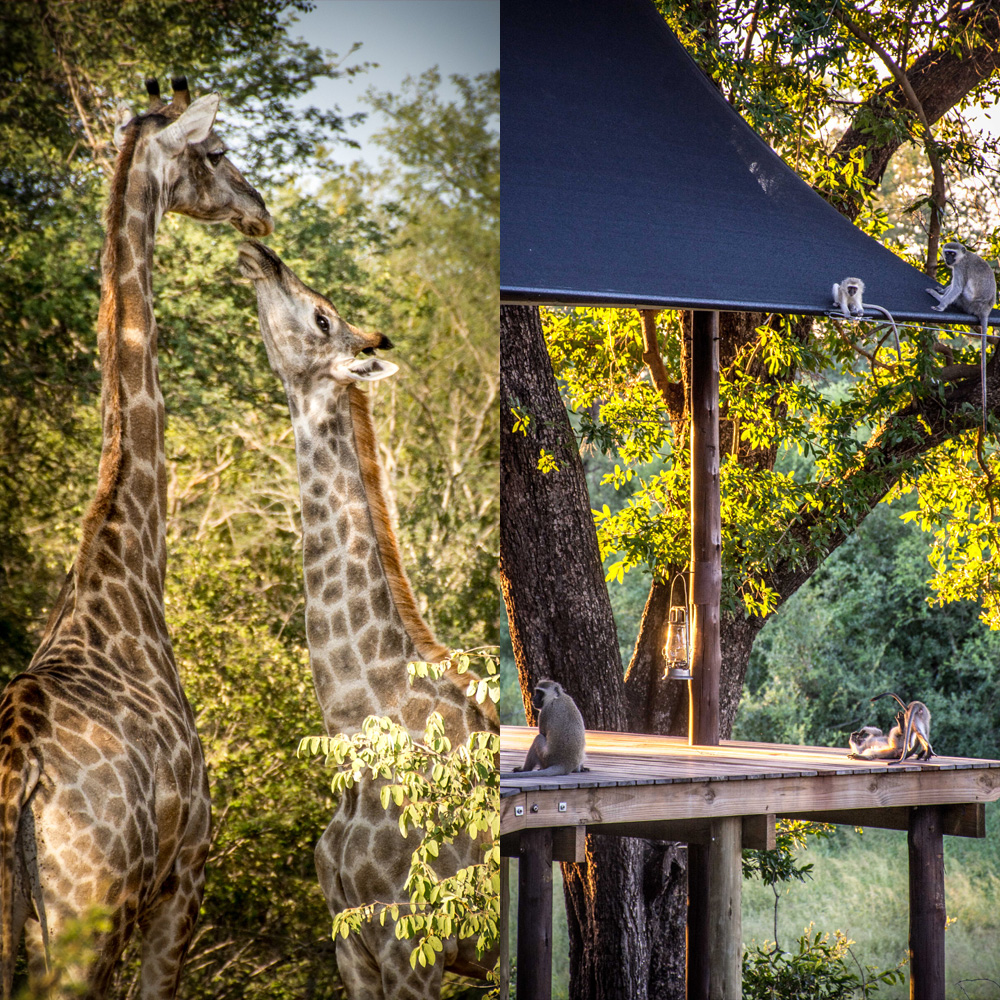 baby animal moments on safari