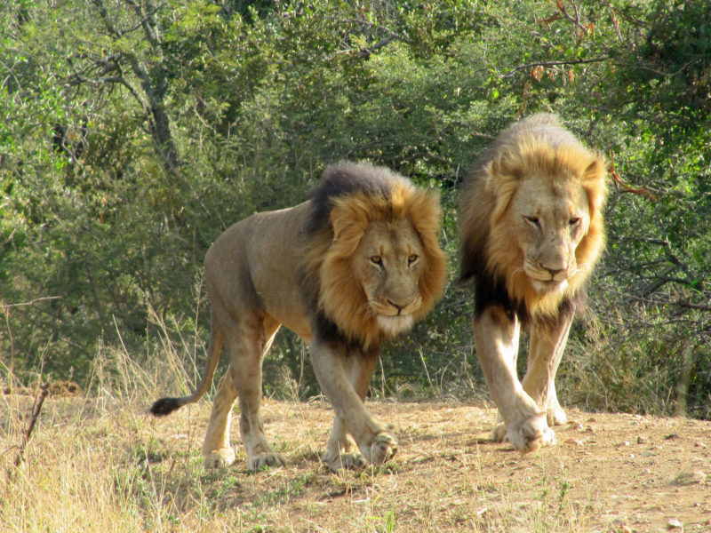 Garonga, cheetah, South African safari, wildlife safari, Great Makalali Reserve