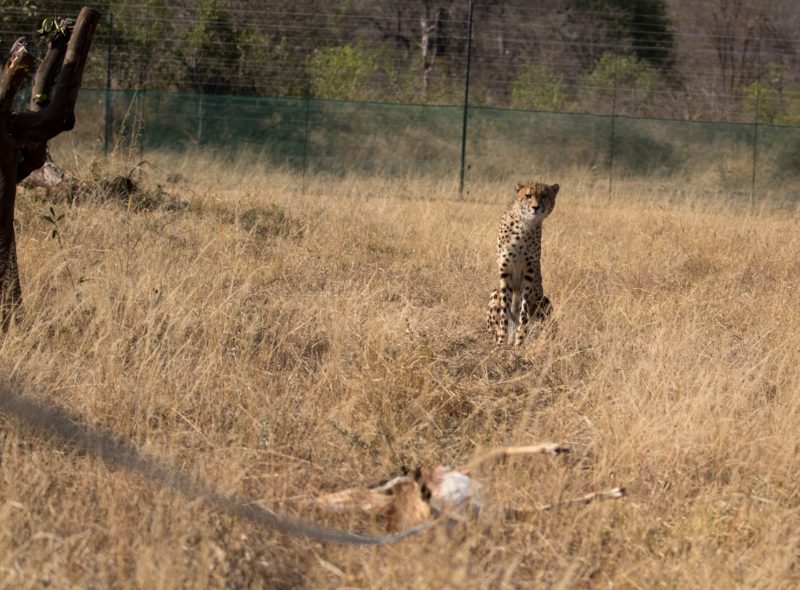 Garonga, cheetah, South African safari, wildlife safari, Great Makalali Reserve