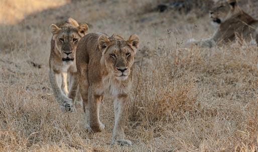 Lions image
