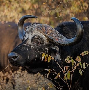 Buffalos