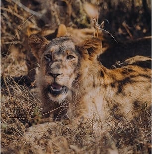 Lion