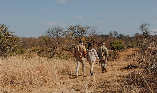 Walking Safaris feature image