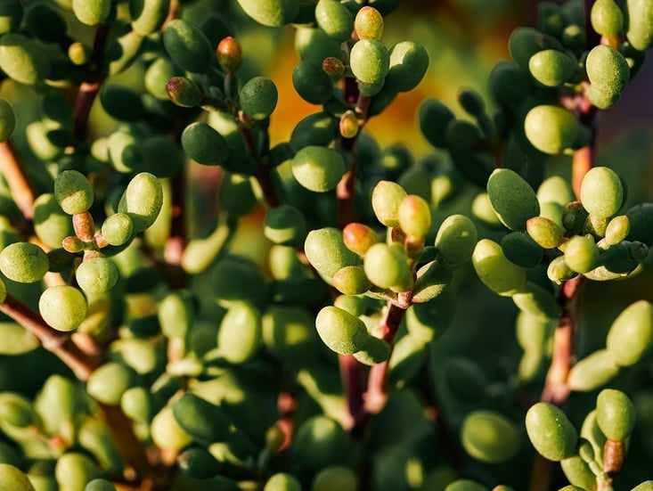 Spekbom Tree Carbon Offset
