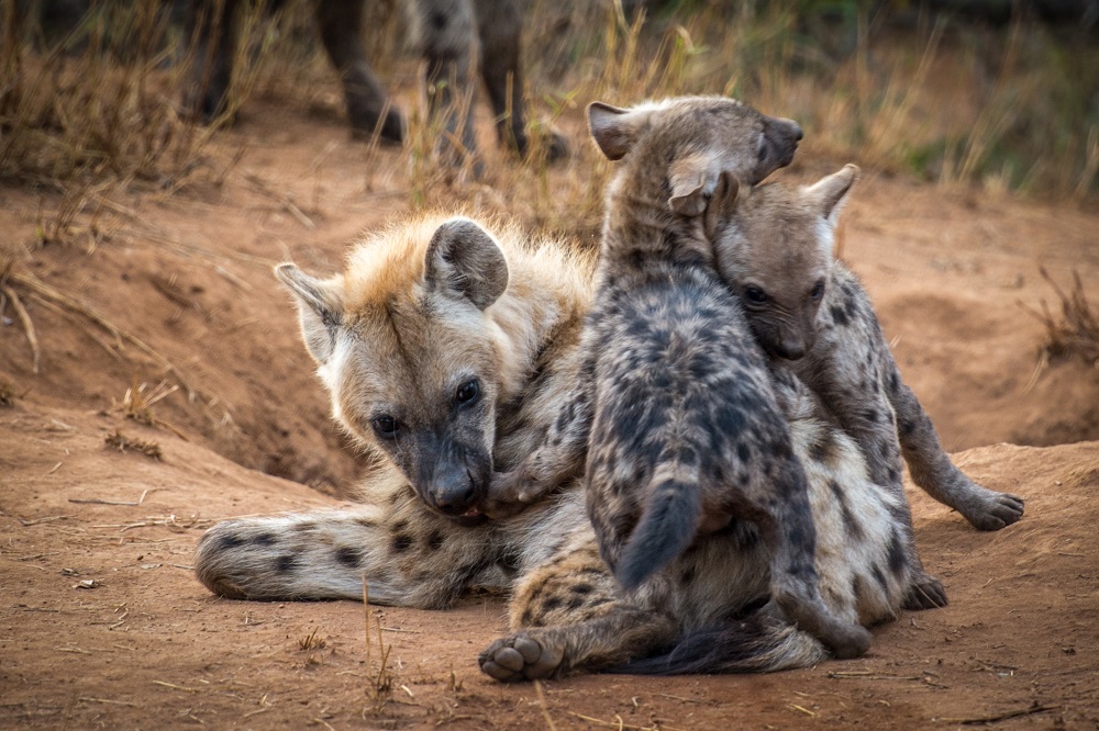 animal babies on safari