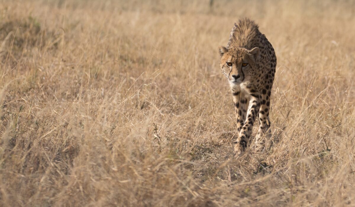 Garonga, cheetah, South African safari, wildlife safari, Great Makalali Reserve
