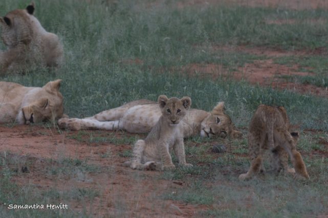 Safari Camp Stories, Garonga, South African Safari, Big 5 Animals, Big 5 Safari, Lions