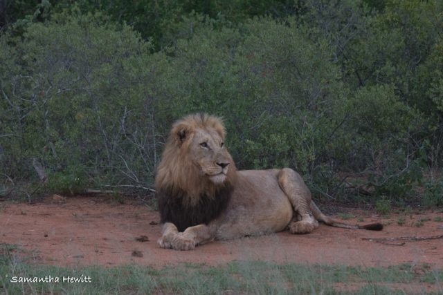 Safari Camp Stories, Garonga, South African Safari, Big 5 Animals, Big 5 Safari, Lions