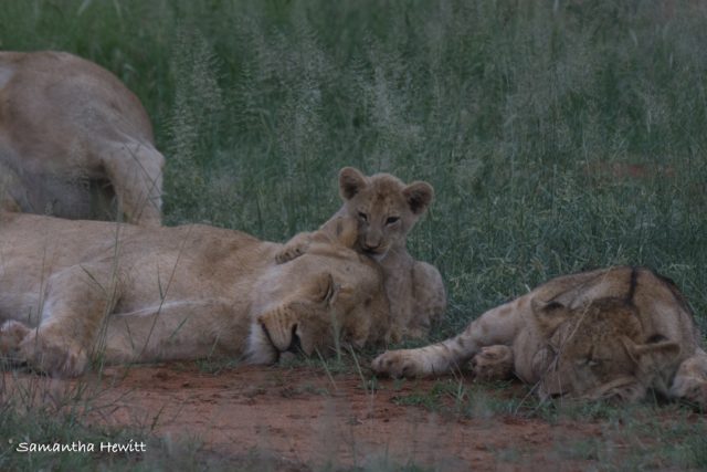 Safari Camp Stories, Garonga, South African Safari, Big 5 Animals, Big 5 Safari, Lions