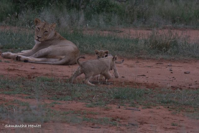 Safari Camp Stories, Garonga, South African Safari, Big 5 Animals, Big 5 Safari, Lions