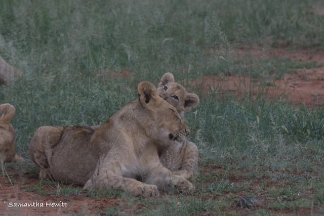 Safari Camp Stories, Garonga, South African Safari, Big 5 Animals, Big 5 Safari, Lions