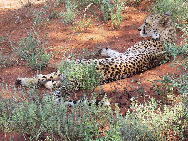Cheetah Hunt, Cheetah, Safari Camp Stories, South Africa Safari, Africa Safari