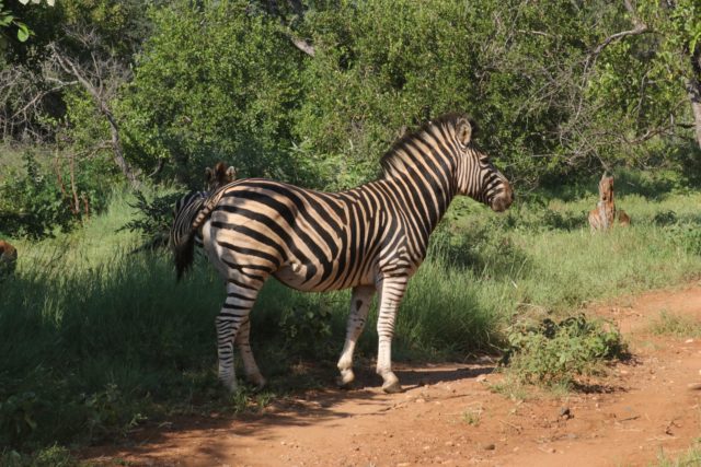 Garonga Safari Camp, Little Garonga, South Africa Safari, Zebra, Zebra Fighting, Safari Camp Stories