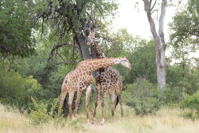 Garonga Safari Camp, Little Garonga, South Africa Safari, Zebra, Zebra Fighting, Safari Camp Stories