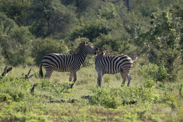 Garonga Safari Camp, Little Garonga, South Africa Safari, Zebra, Zebra Fighting, Safari Camp Stories