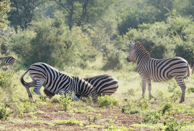 Garonga Safari Camp, Little Garonga, South Africa Safari, Zebra, Zebra Fighting, Safari Camp Stories
