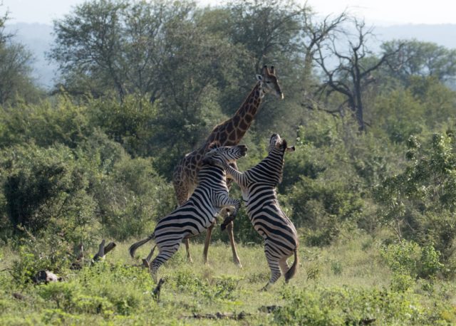 Garonga Safari Camp, Little Garonga, South Africa Safari, Zebra, Zebra Fighting, Safari Camp Stories