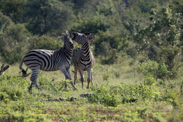 Garonga Safari Camp, Little Garonga, South Africa Safari, Zebra, Zebra Fighting, Safari Camp Stories