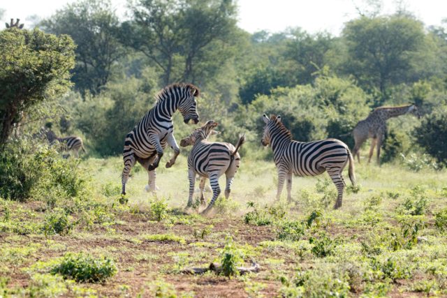 Garonga Safari Camp, Little Garonga, South Africa Safari, Zebra, Zebra Fighting, Safari Camp Stories