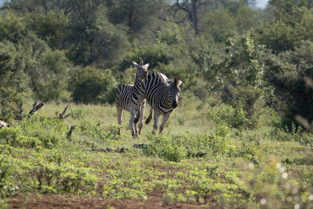 Garonga Safari Camp, Little Garonga, South Africa Safari, Zebra, Zebra Fighting, Safari Camp Stories