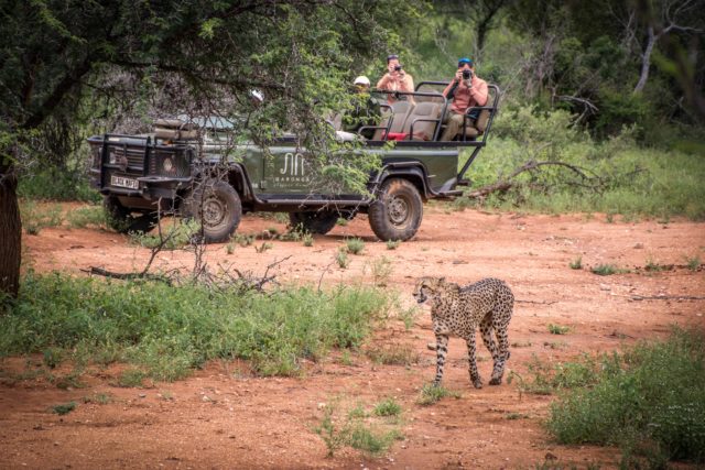 Makalali Private Nature Reserve, Big 5 Safari, Garonga Safari Camp, Greater Makalali Private Game Reserve, South Africa safari, Luxury Safari Camp, Safari accommodation