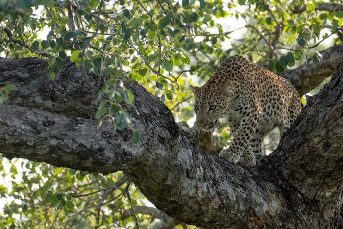 Leopard, IUCN Red List, Garonga, Safari Camp