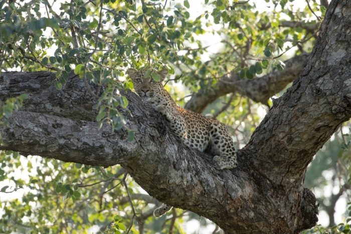 Leopard, IUCN Red List, Garonga, Safari Camp