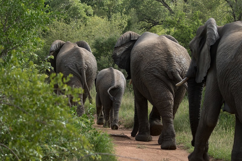 Safari Camp Stories: The Last Decade, New Beginnings