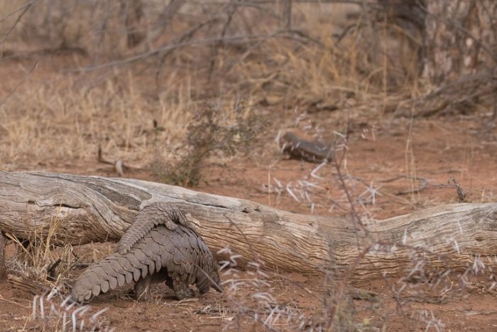 Ground Pangolin, Animal Trafficking, IUCN Red List, Garonga, Safari Camp