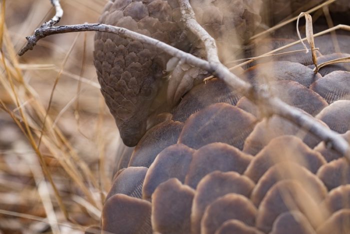 Garonga, South Africa, African Pangolin, Ground Pangolin