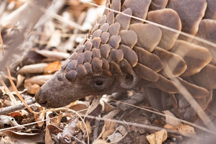 Ground Pangolin, Animal Trafficking, IUCN Red List, Garonga, Safari Camp