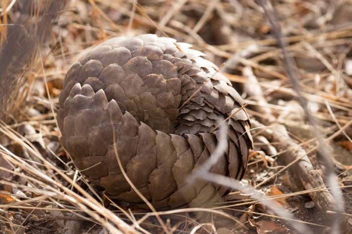 Ground Pangolin, Animal Trafficking, IUCN Red List, Garonga, Safari Camp