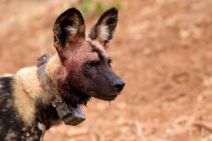 African Wild Dogs, IUCN Red List, Garonga, Safari Camp