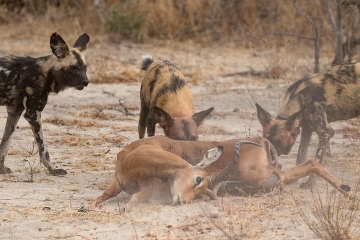 African Wild Dogs, IUCN Red List, Garonga, Safari Camp