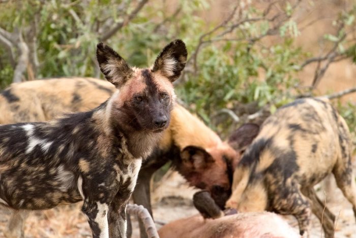 African Wild Dogs, IUCN Red List, Garonga, Safari Camp