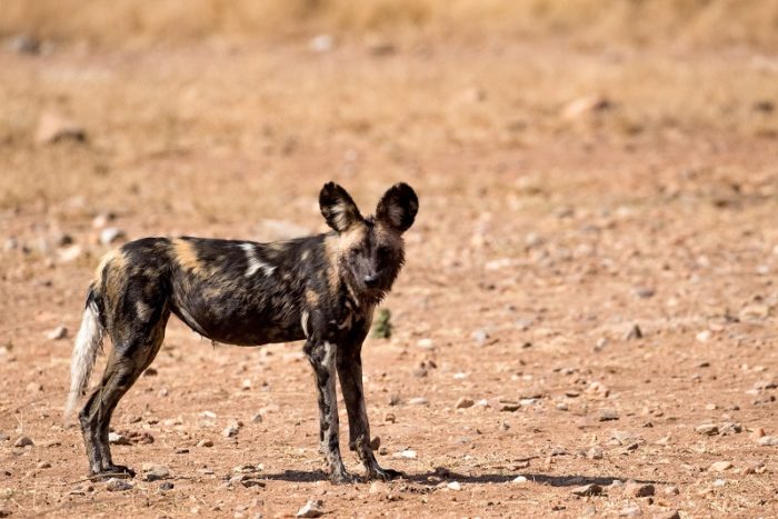 African Wild Dogs, IUCN Red List, Garonga, Safari Camp