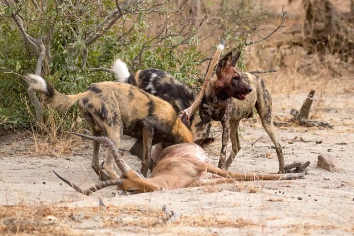 African Wild Dogs, IUCN Red List, Garonga, Safari Camp