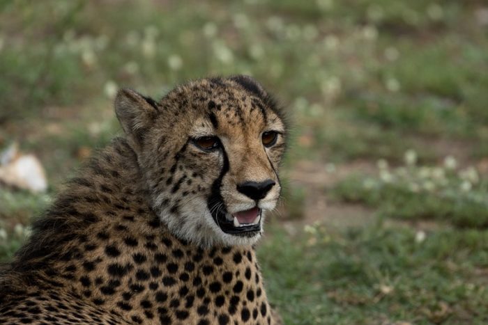 Cheetahs, IUCN Red List, Garonga, Safari Camp