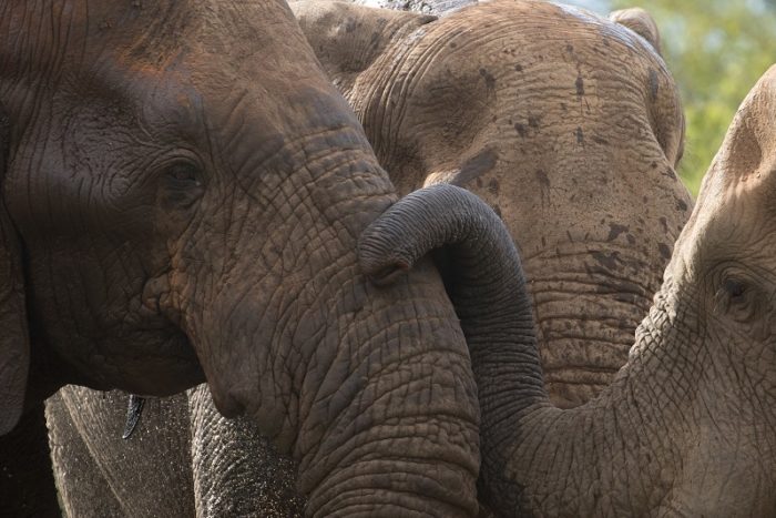Elephants, IUCN Red List, Garonga, Safari Camp