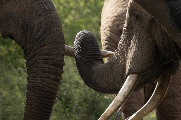 Elephants, IUCN Red List, Garonga, Safari Camp