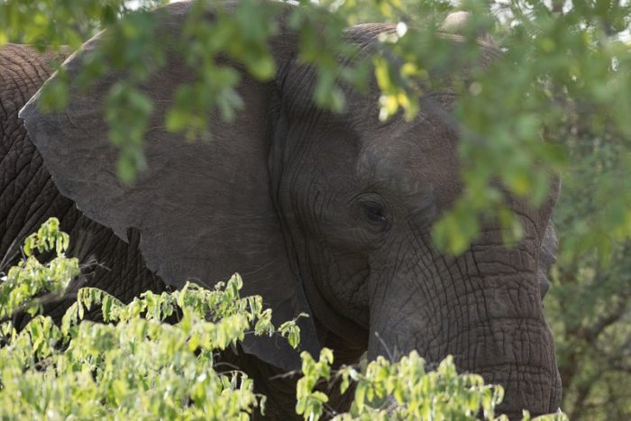 Elephants, IUCN Red List, Garonga, Safari Camp
