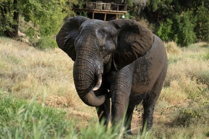 Elephants, IUCN Red List, Garonga, Safari Camp