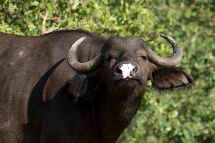 African Buffalo, IUCN Red List, Garonga, Safari Camp