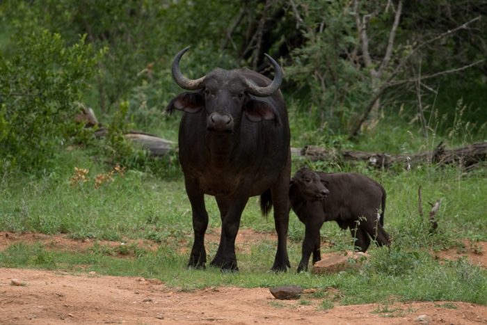 African Buffalo, IUCN Red List, Garonga, Safari Camp