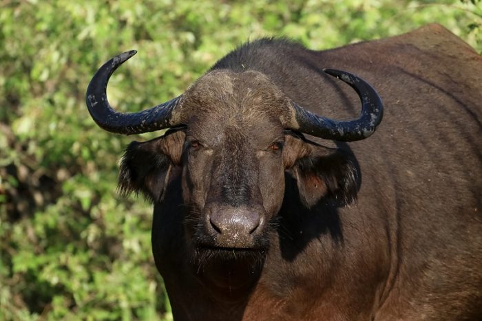 African Buffalo, IUCN Red List, Garonga, Safari Camp