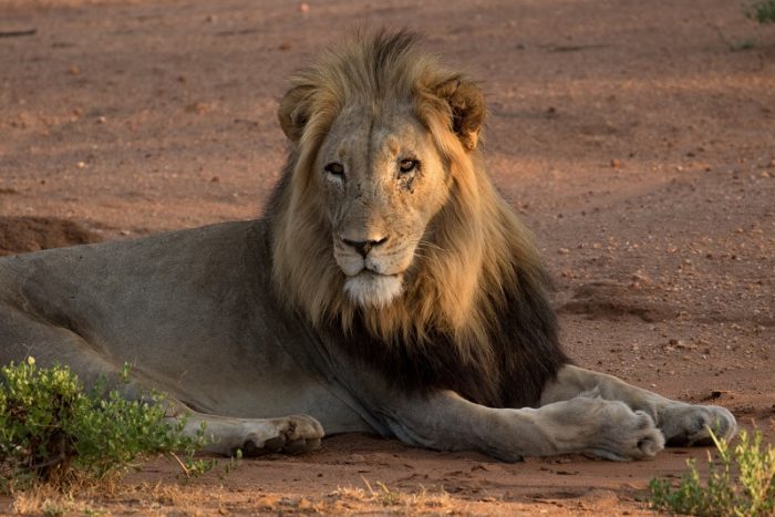 Lion, IUCN Red List, Garonga, Safari Camp