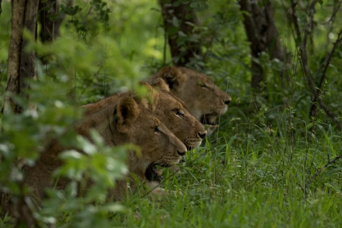 Lion, IUCN Red List, Garonga, Safari Camp