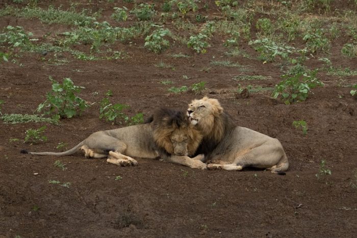 Lion, IUCN Red List, Garonga, Safari Camp
