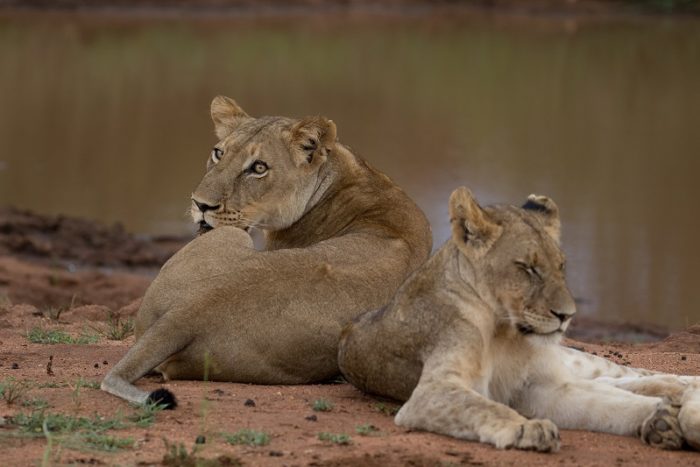 Lion, IUCN Red List, Garonga, Safari Camp